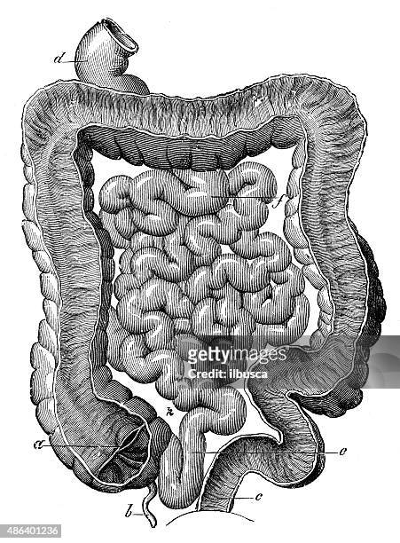 antique medical scientific illustration high-resolution: intestine - abdomen diagram stock illustrations