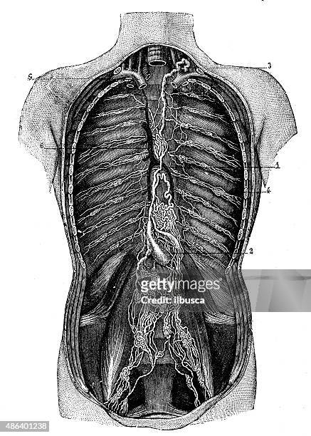 antique medical scientific illustration high-resolution: lacteal - capillary body part stock illustrations