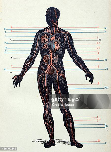 antique medical scientific illustration high-resolution: nervous system - human body illustration stock illustrations