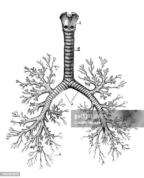 antique medical scientific illustration high-resolution: bronchial tree - human lung 幅插畫檔、美工圖案、卡通及圖標