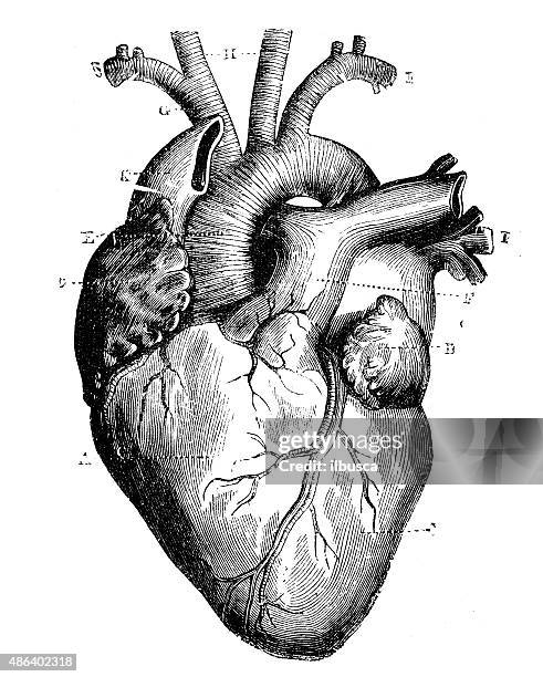 stockillustraties, clipart, cartoons en iconen met antique medical scientific illustration high-resolution: heart - gravure