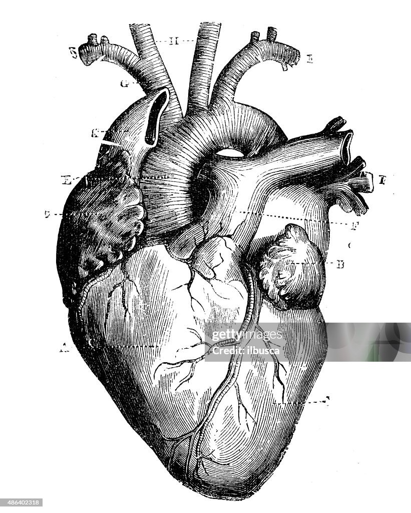 Antigo científica médica Ilustração alta resolução: Coração