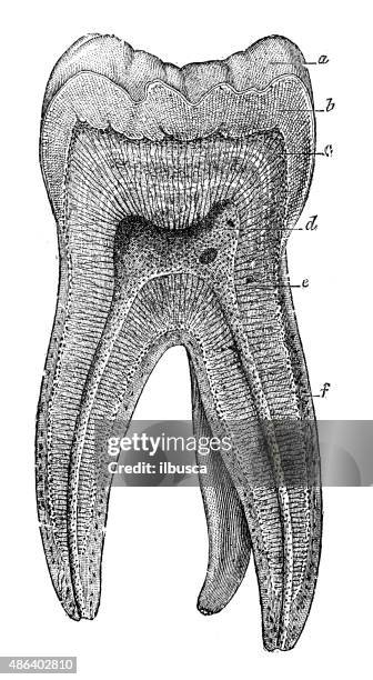 Diagram Of Human Teeth Photos and Premium High Res Pictures Biology Diagrams