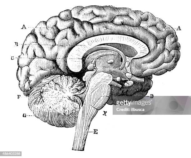 illustrazioni stock, clip art, cartoni animati e icone di tendenza di antico illustrazione medica e scientifica ad alta risoluzione: cervello - cervello