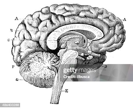 Antique medical scientific illustration high-resolution: brain Antique medical scientific illustration high-resolution: brain