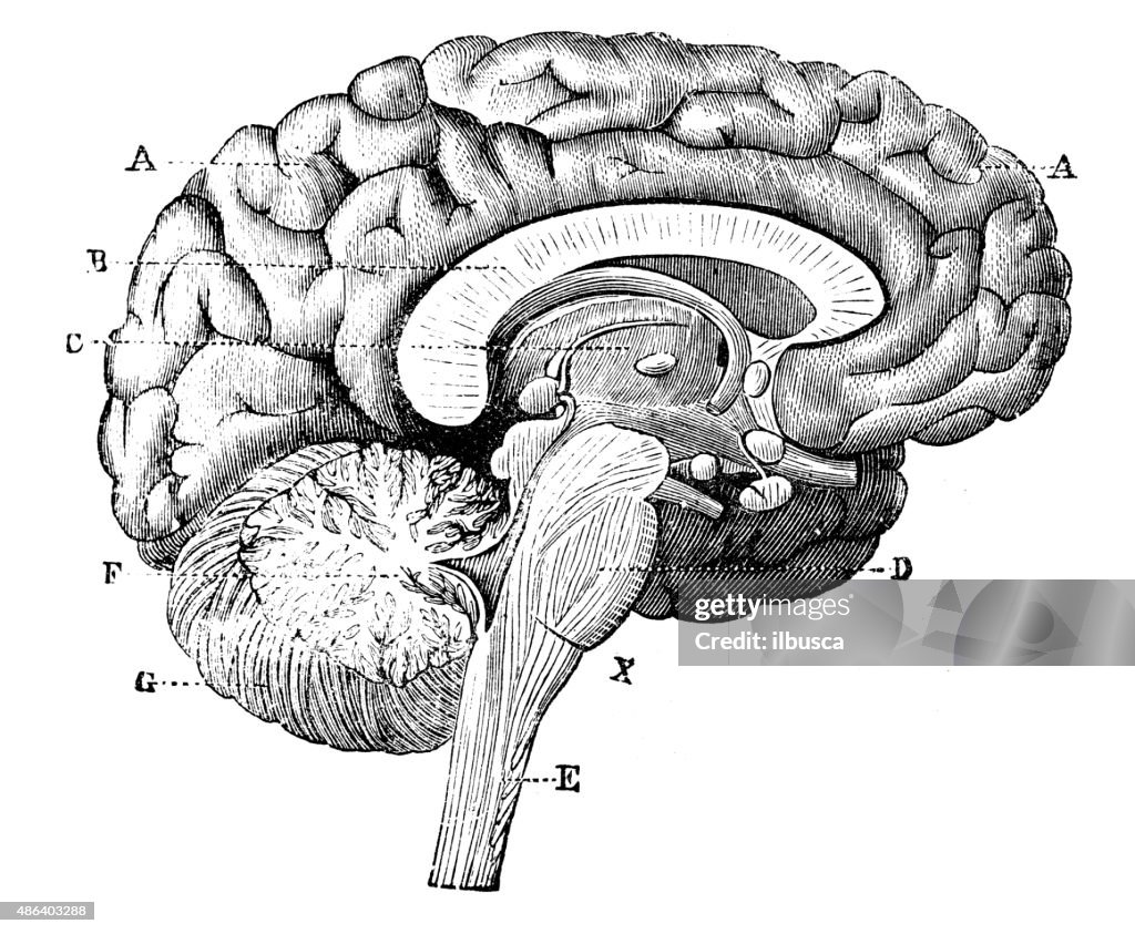 Antique medical scientific illustration high-resolution: brain