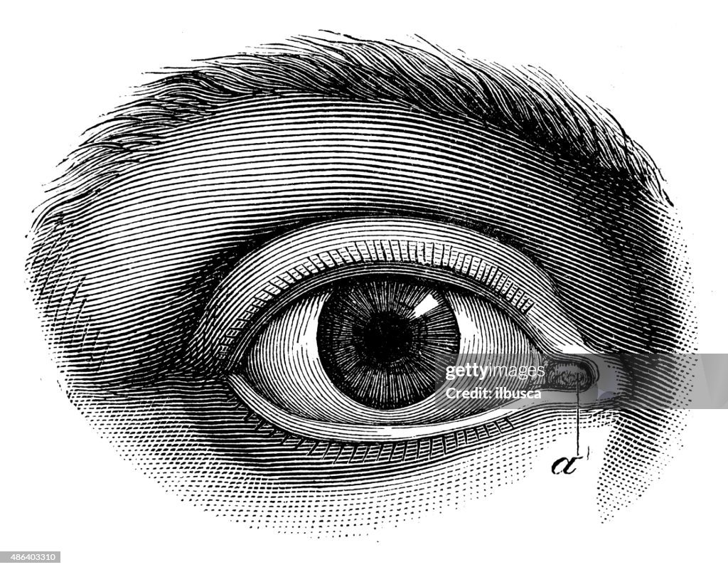 Antique medical scientific illustration high-resolution: human eye