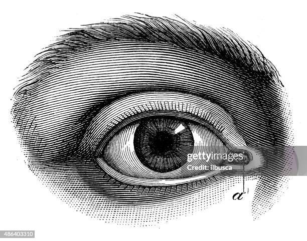 antique medical scientific illustration high-resolution: human eye - eye cross section stock illustrations