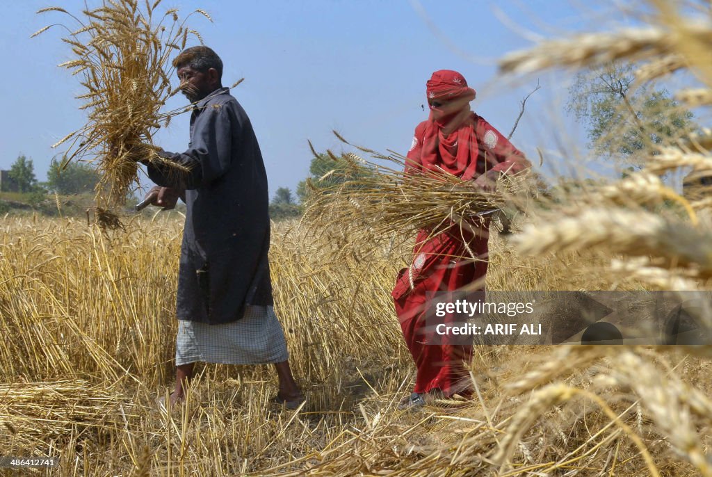 PAKISTAN-ECONOMY-AGRICULTURE