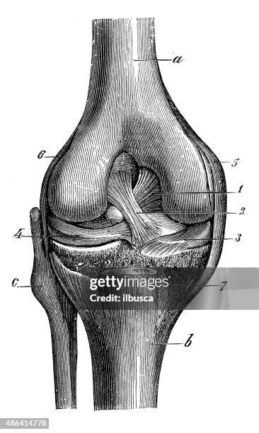 antique medical scientific illustration high-resolution: knee - human knee stock illustrations