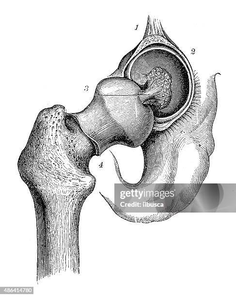 antique medical scientific illustration high-resolution: hip joint - hip body part stock illustrations