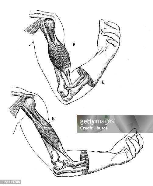 bildbanksillustrationer, clip art samt tecknat material och ikoner med antique medical scientific illustration high-resolution: elbow - biceps