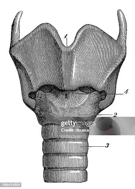 antique medical scientific illustration high-resolution: larynx - throat diagram stock illustrations
