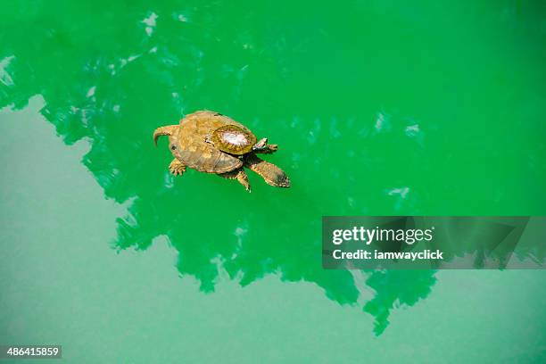 Baby turtle ride on mother back in green sea water