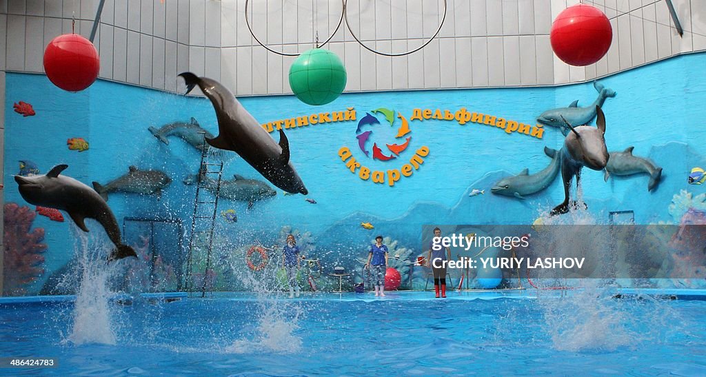 CRIMEA-UKRAINE-RUSSIA-ENTERTAINMENT-DOLPHINS