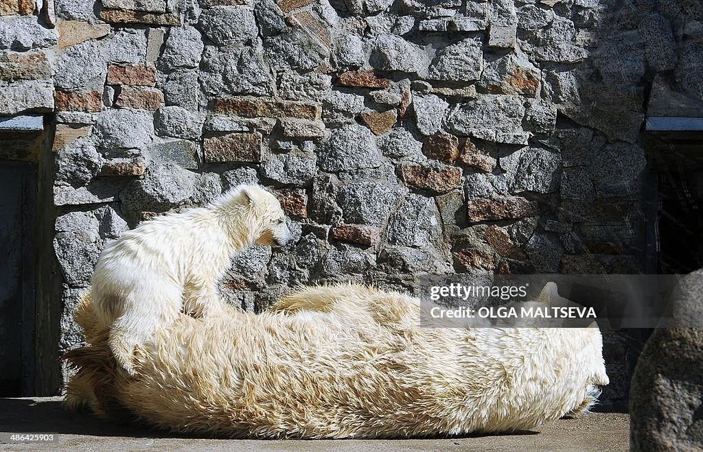 RUSSIA-ANIMALS-POLAR BEAR-CUB