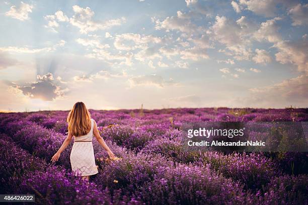 fresh and easy day - lavendel plant stockfoto's en -beelden