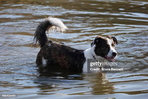 Border Collie mix dog plays at Coindre Hall on April 21, 2014 in Huntington, New York.