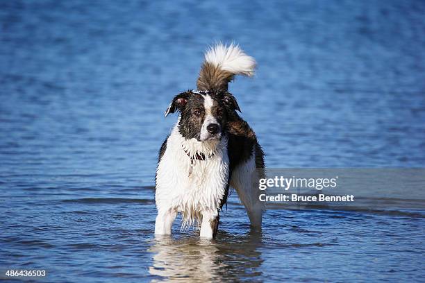 Border Collie mix dog plays at Coindre Hall on April 21, 2014 in Huntington, New York.