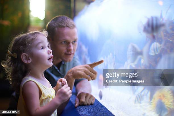 quality time with her father and the fish - aquarium stock pictures, royalty-free photos & images