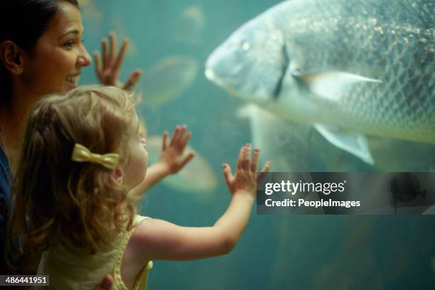 marveling at the marine life - looking at fish tank stock pictures, royalty-free photos & images