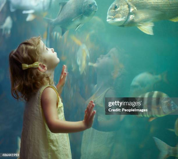 sie konzentrierte sich auf diesen fisch - kid under water stock-fotos und bilder