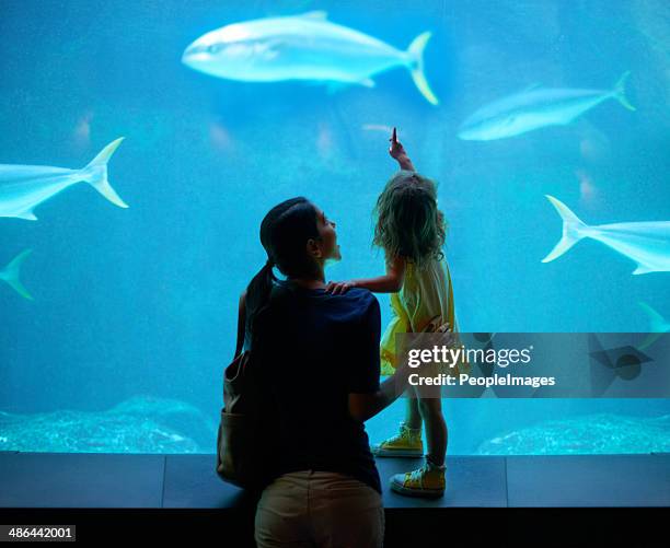 nurturing her development - looking at fish tank stock pictures, royalty-free photos & images