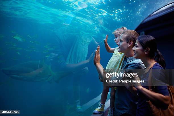 exploring a different kind of world - the aquarium of sao paulo stockfoto's en -beelden