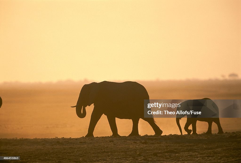 Africa, Botswana, Chobe National Park, elephant, mother with calf, dusk