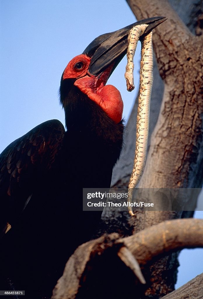 Ground hornbill