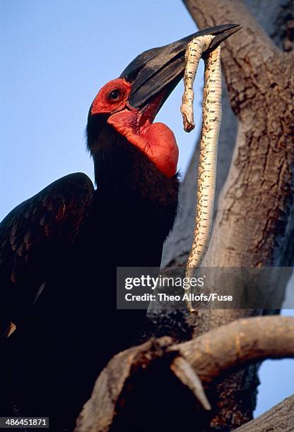 Ground Hornbill, 照片檔