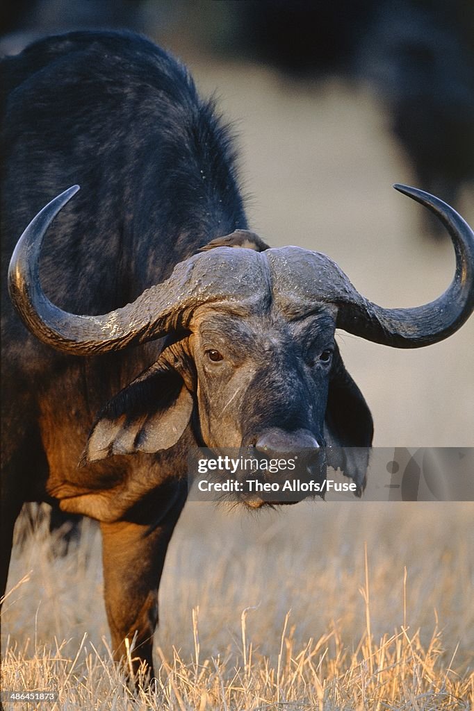 Cape buffalo (Botswana)