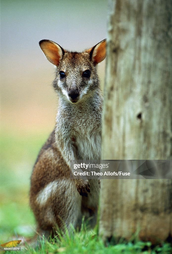 Wallaby