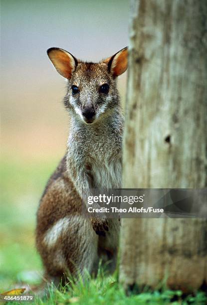Wallaby, 照片檔