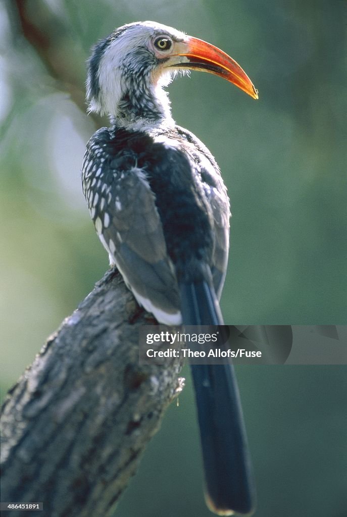 Rhinoceros bird sitting on a tree branch