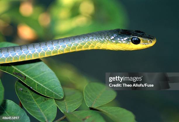 common tree snake - australian tree snake stock pictures, royalty-free photos & images