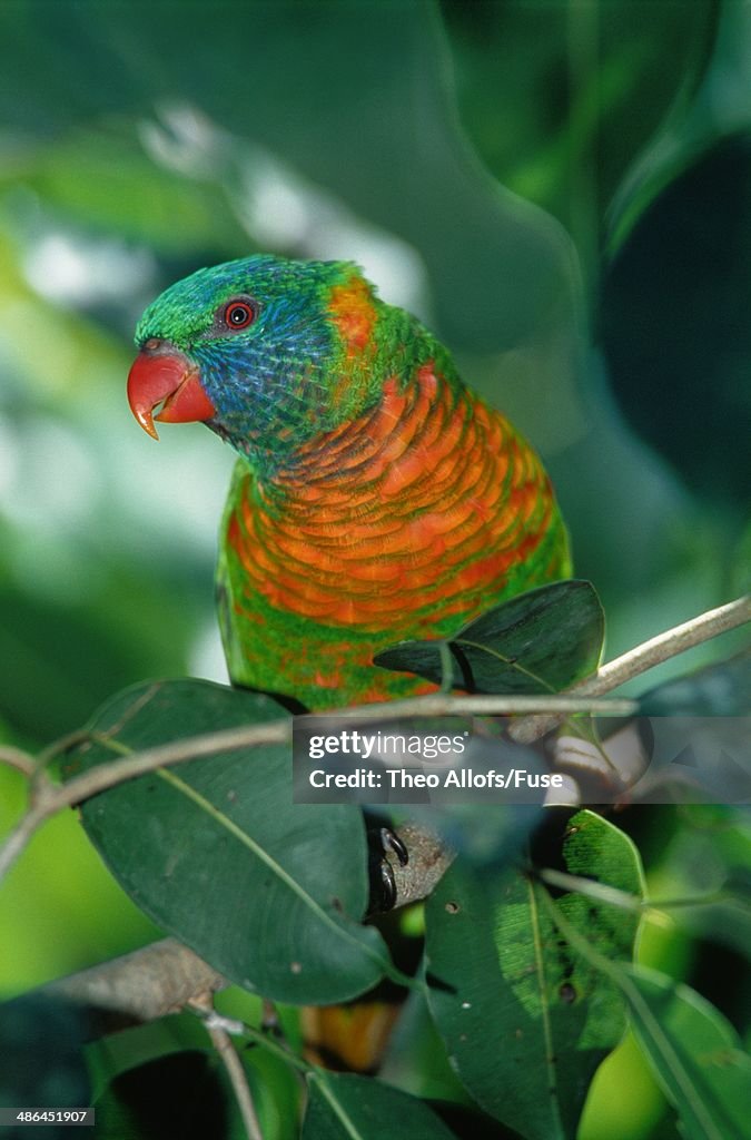 Scaly-breasted lorikeet