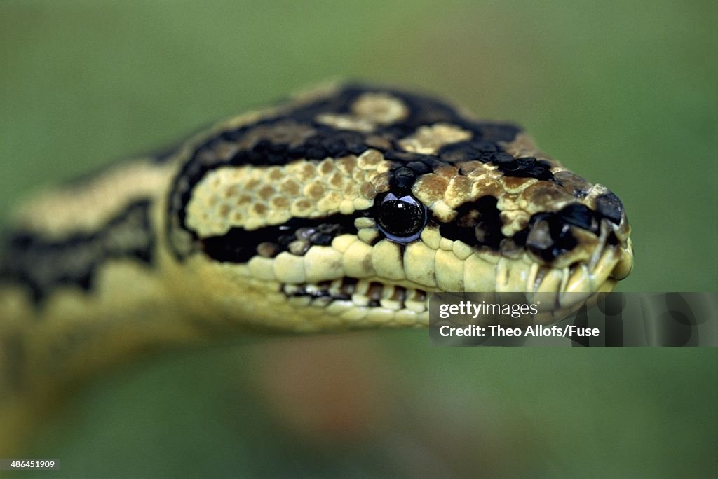 Python
