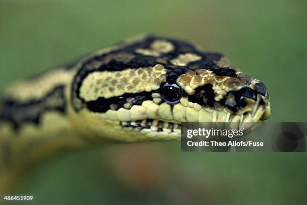 Large Australian Python's 1,342 Australian Python Stock Photos, High-Res Pictures, and Images ...