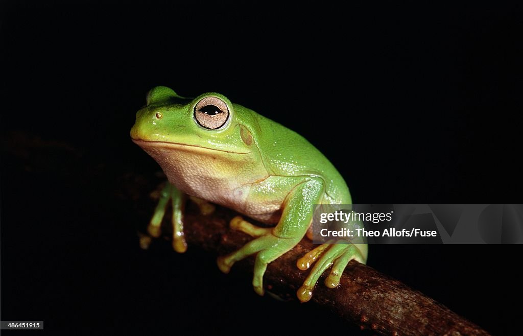 Tree frog sitting on a branch