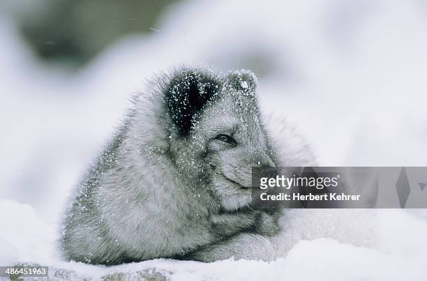 polar fox sitting in the snow - arctic fox cub stock pictures, royalty-free photos & images