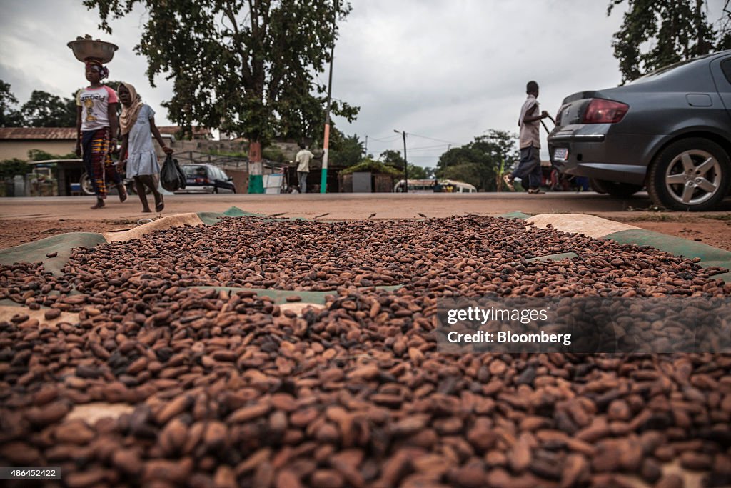 Cocoa Farming In Ivory Coast