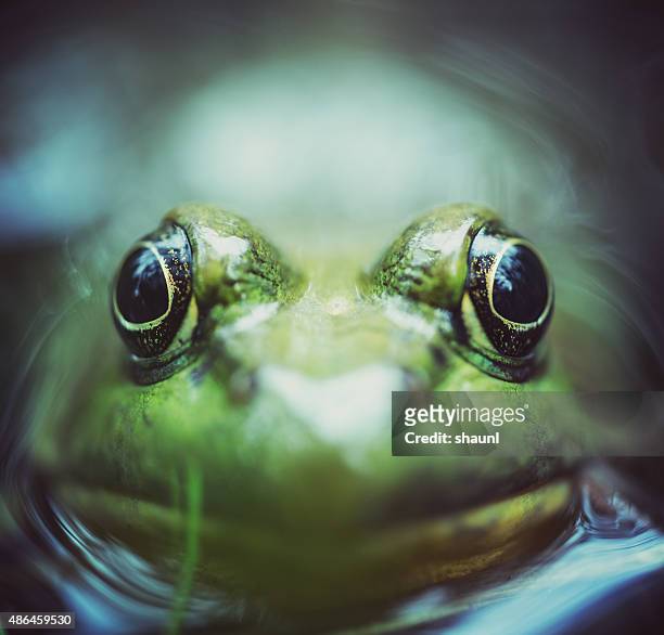 frog's nível - bullfrog - fotografias e filmes do acervo