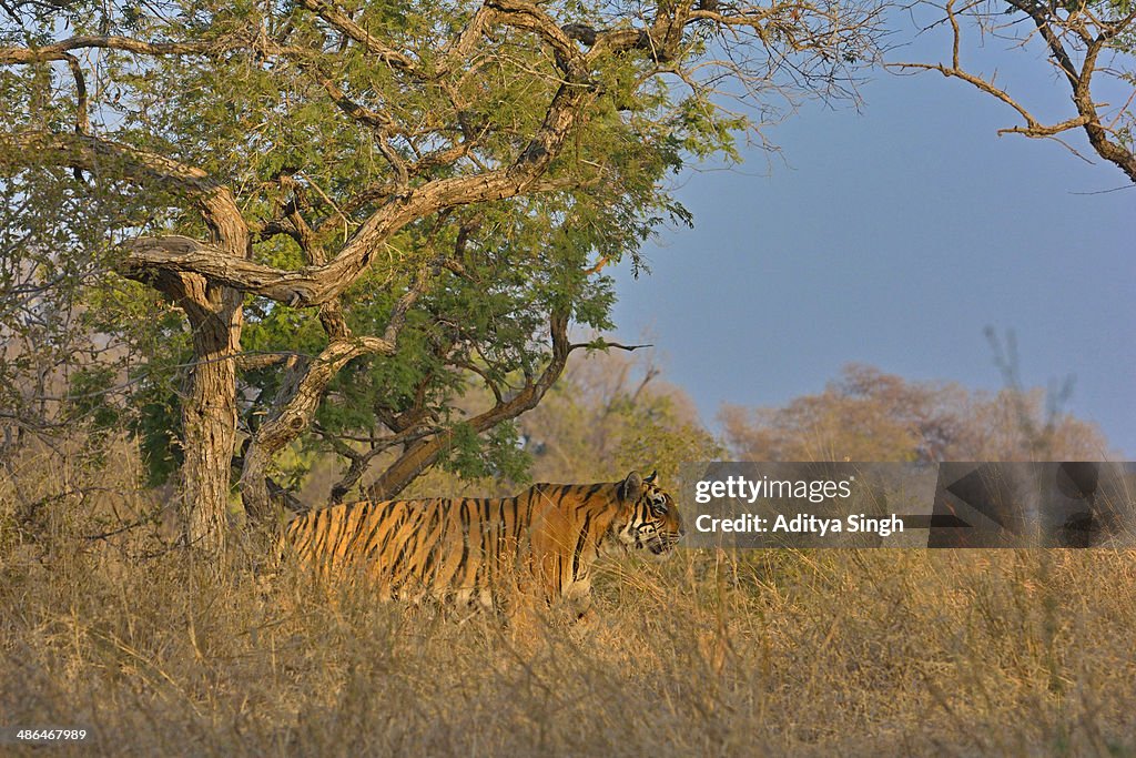 Tiger in habitat