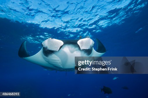 Horned Ray Furled Cephalic Lobes Of Manta Ray High-Res Stock Photo - Getty Images