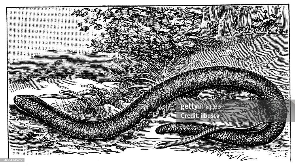 Antique illustration of slow worm or blind word (Anguis fragilis)