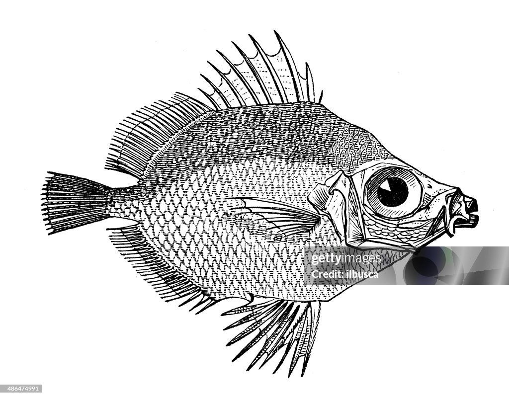 Antique illustration of boarfish (Capros aper)
