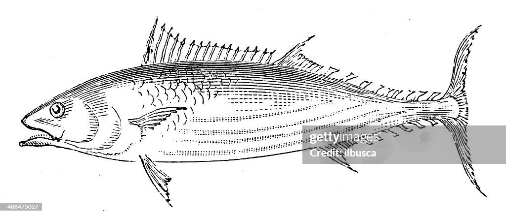 Anticuario ilustración de skipjack atún (Katsuwonus pelamis)