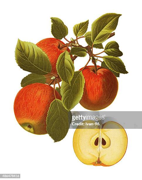 illustrazioni stock, clip art, cartoni animati e icone di tendenza di apple - mela