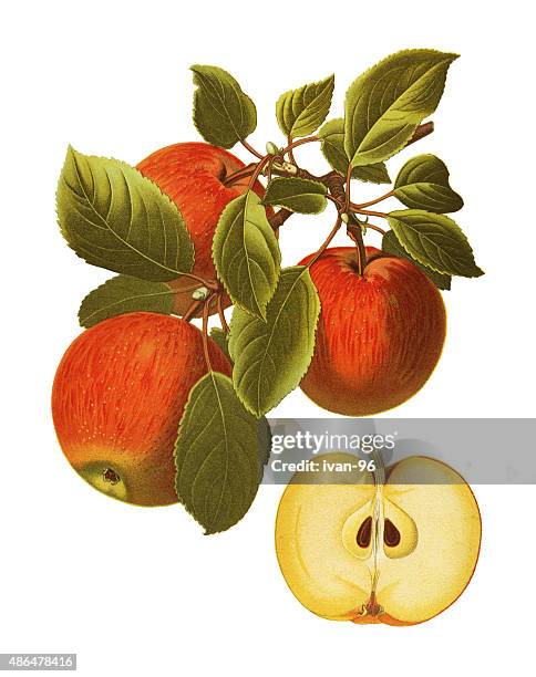 apple - brown apple stock illustrations